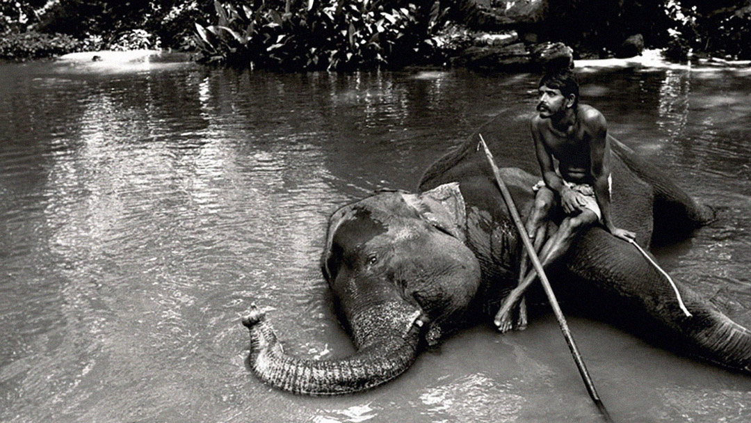 Photo of an elephant in Sri Lanka